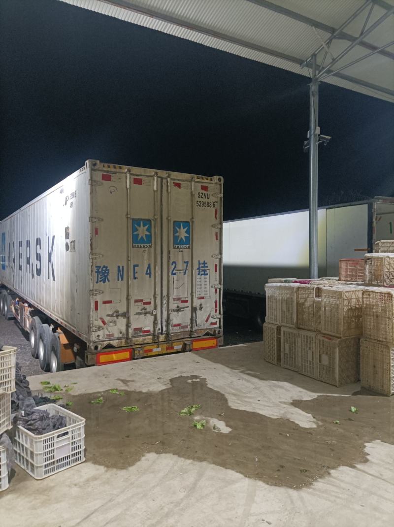[推荐]河南南阳生菜基地常年供应中量大从优需要的电联