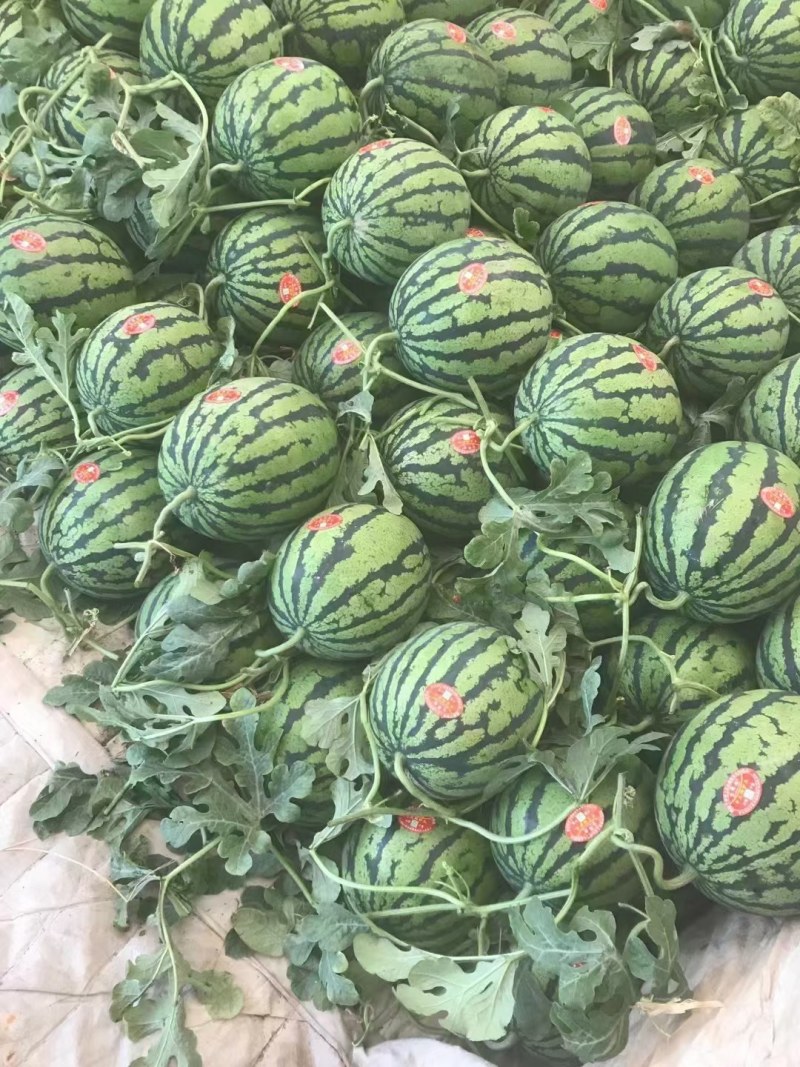 陕西精品甜王西瓜基地直发供货量大全国发货皮薄瓜甜