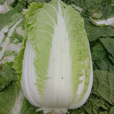 大白菜