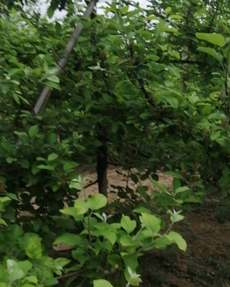 苹果树六年的树