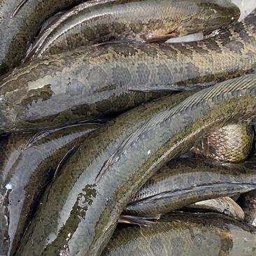 黑鱼精品安徽本地黑鱼，一斤到二斤标鱼，质量好，皮毛好