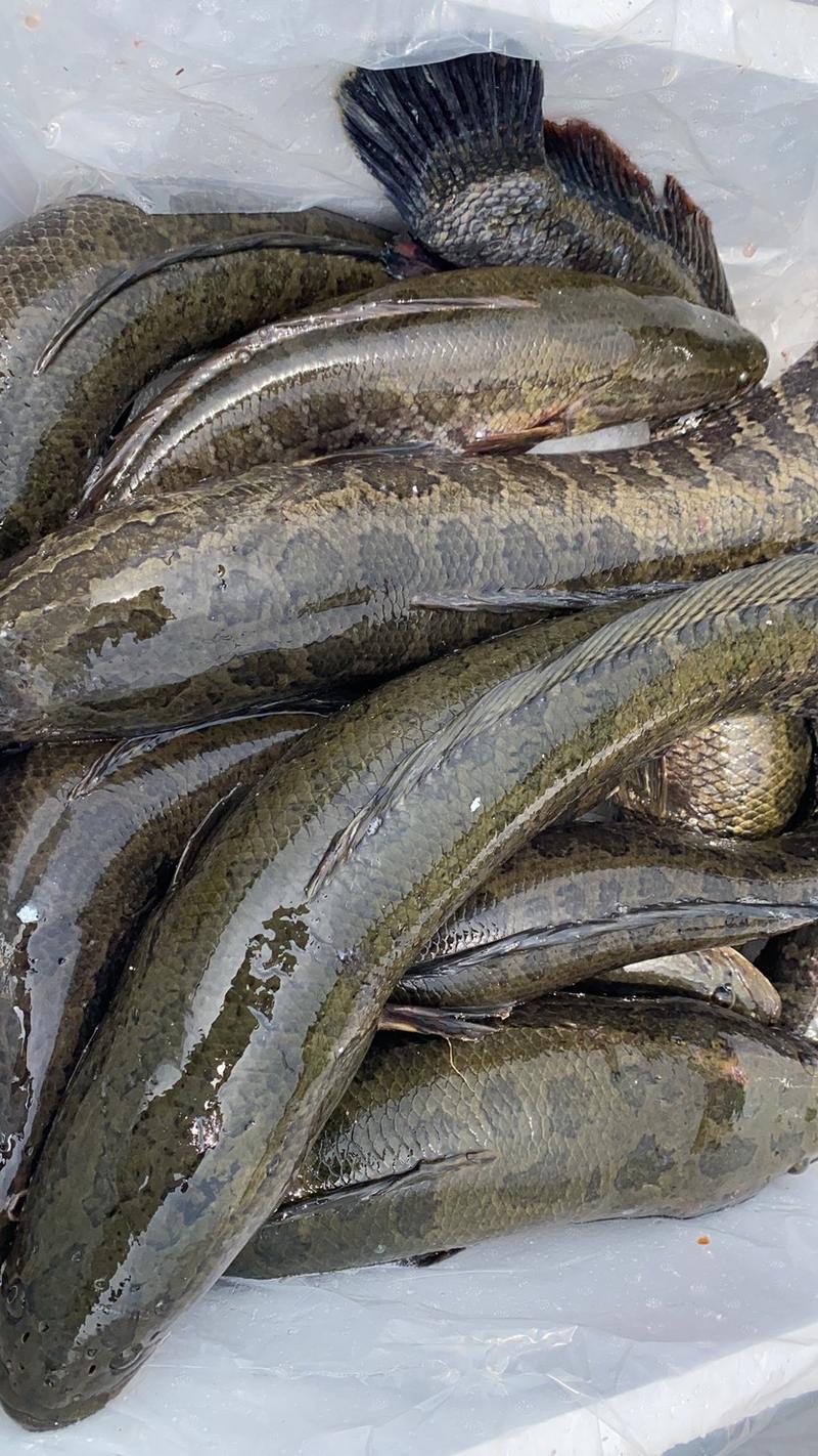 黑鱼精品安徽本地黑鱼，一斤到二斤标鱼，质量好，皮毛好