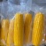 金颗颗甜加糯大棒黄玉米，富含玉米黄，无公害绿色农产品