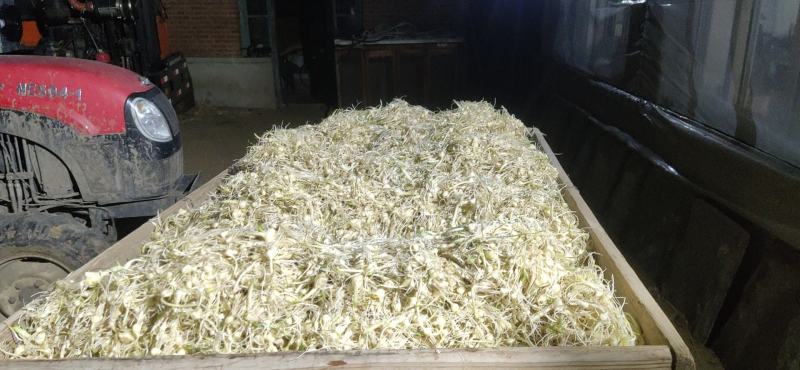 精品小蒜大量现货