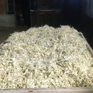 精品小蒜大量现货