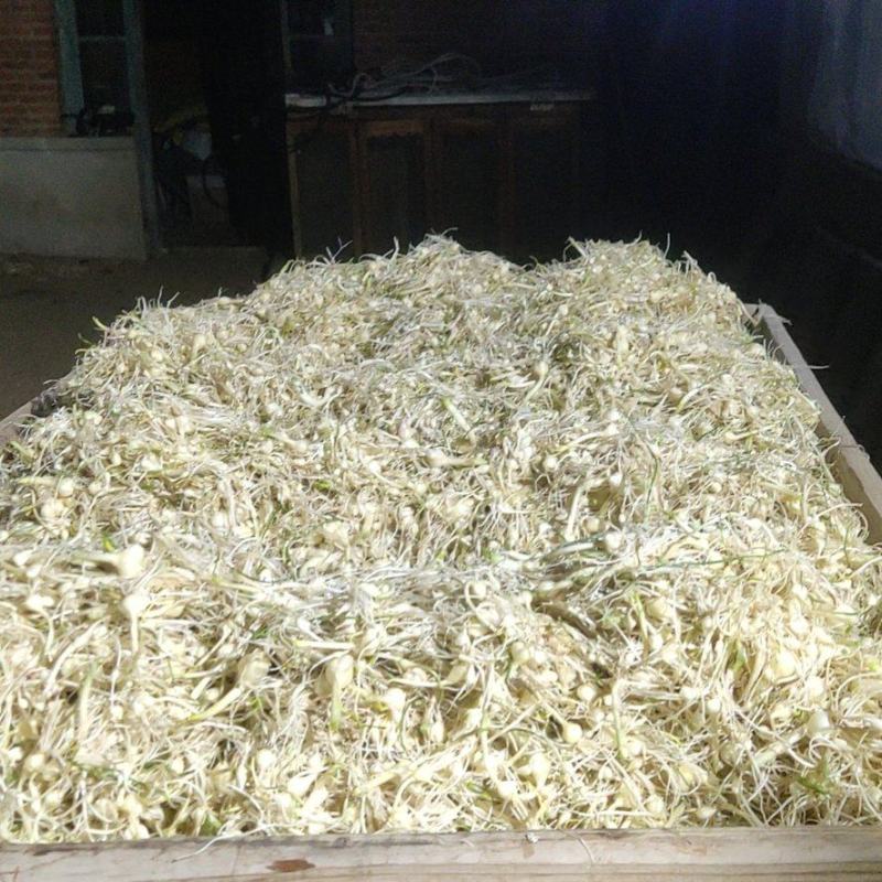 精品小蒜大量现货