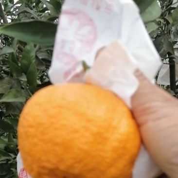 冷库不知火柑橘，产地四川眉山，个大味脆甜，