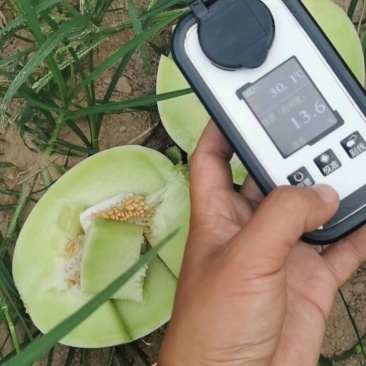 冰激凌玉菇甜瓜
