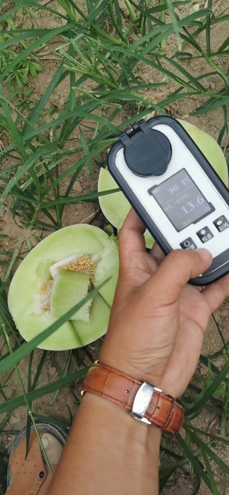 冰激凌玉菇甜瓜