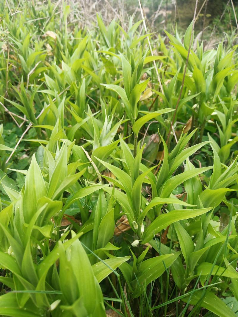 玉竹苗