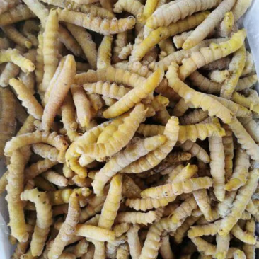 煮熟冰冻高蛋白豆丹，大豆虫，豆青虫，新鲜现货一手货源