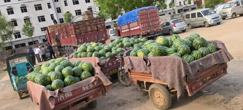 【甜王西瓜】山东西瓜品种齐全大量上市产地一手货源