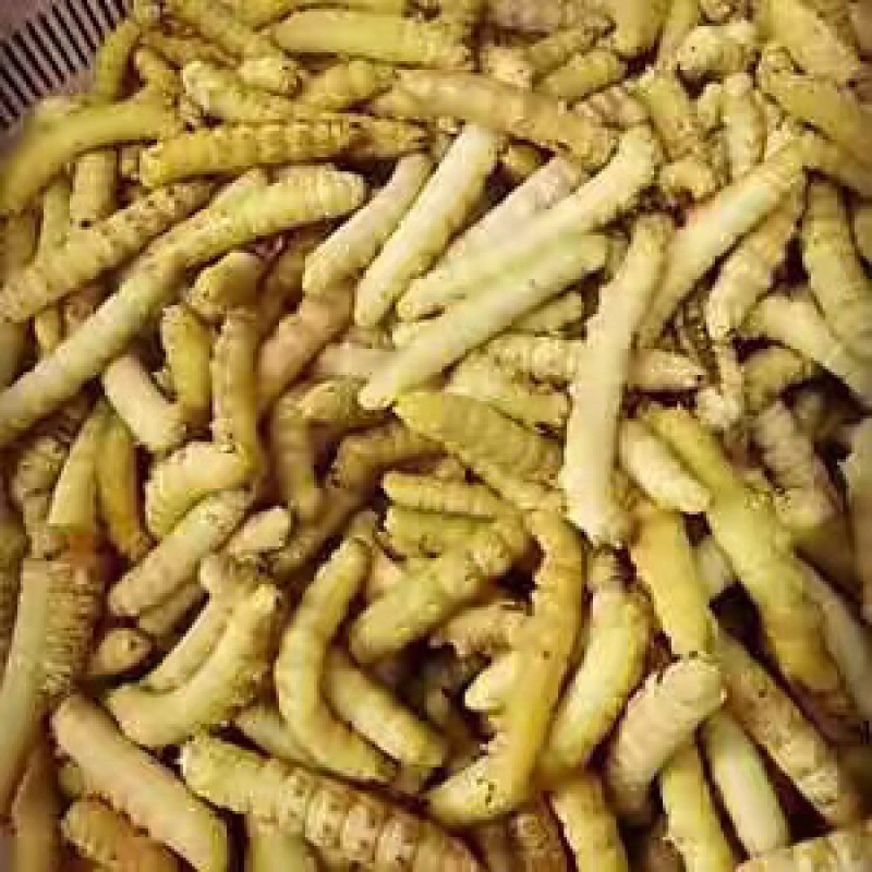 煮熟冰冻高蛋白豆丹，大豆虫，豆青虫，新鲜现货一手货源
