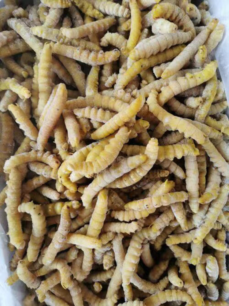 煮熟冰冻高蛋白豆丹，大豆虫，豆青虫，新鲜现货一手货源