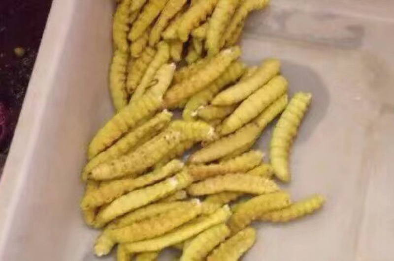 煮熟冰冻高蛋白豆丹，大豆虫，豆青虫，新鲜现货一手货源