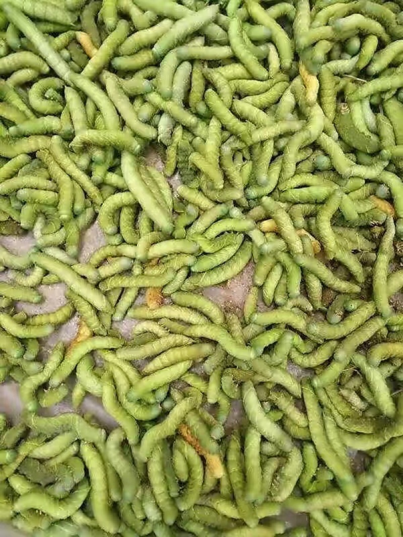 煮熟冰冻高蛋白豆丹，大豆虫，豆青虫，新鲜现货一手货源