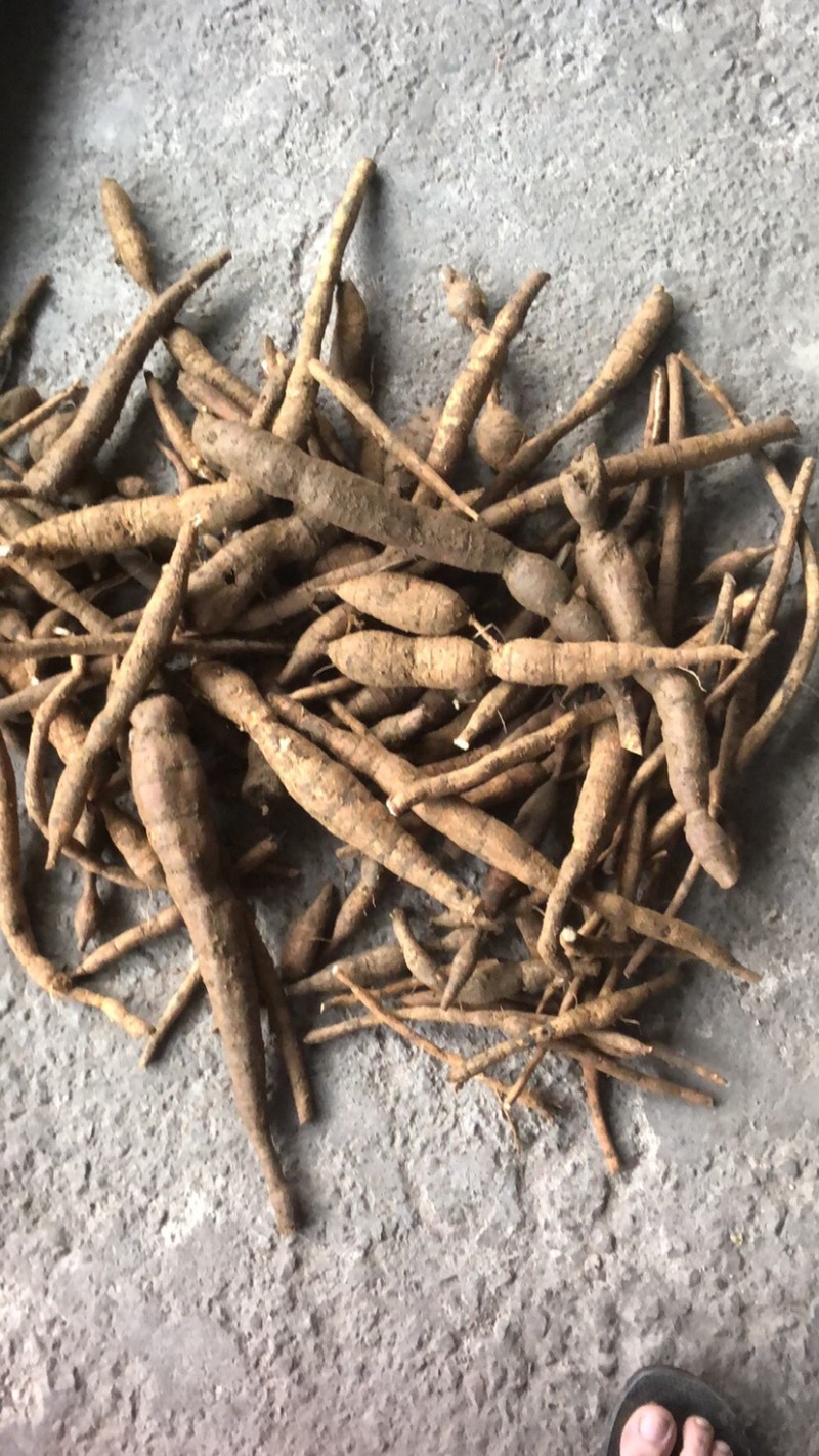 广西野生牛大力野生牛大力薯。