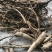 广西野生牛大力野生牛大力薯。