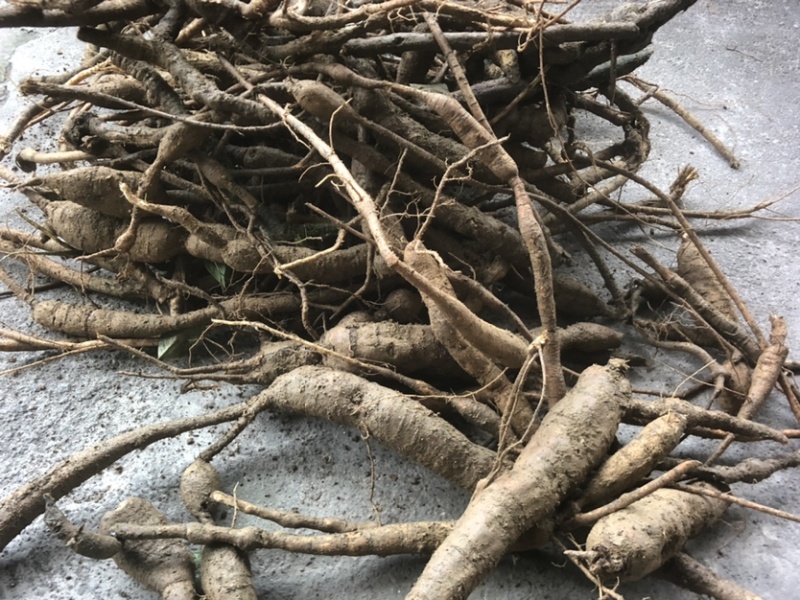 广西野生牛大力野生牛大力薯。