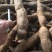 广西野生牛大力野生牛大力薯。