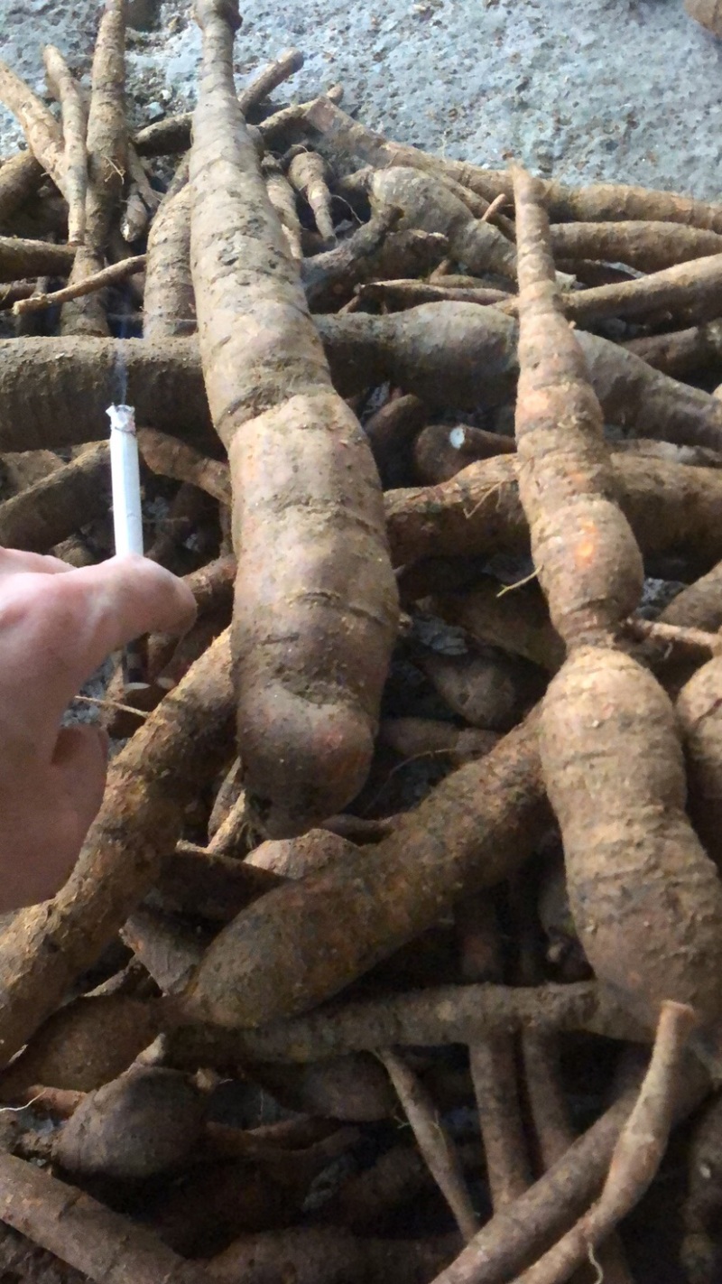 广西野生牛大力野生牛大力薯。