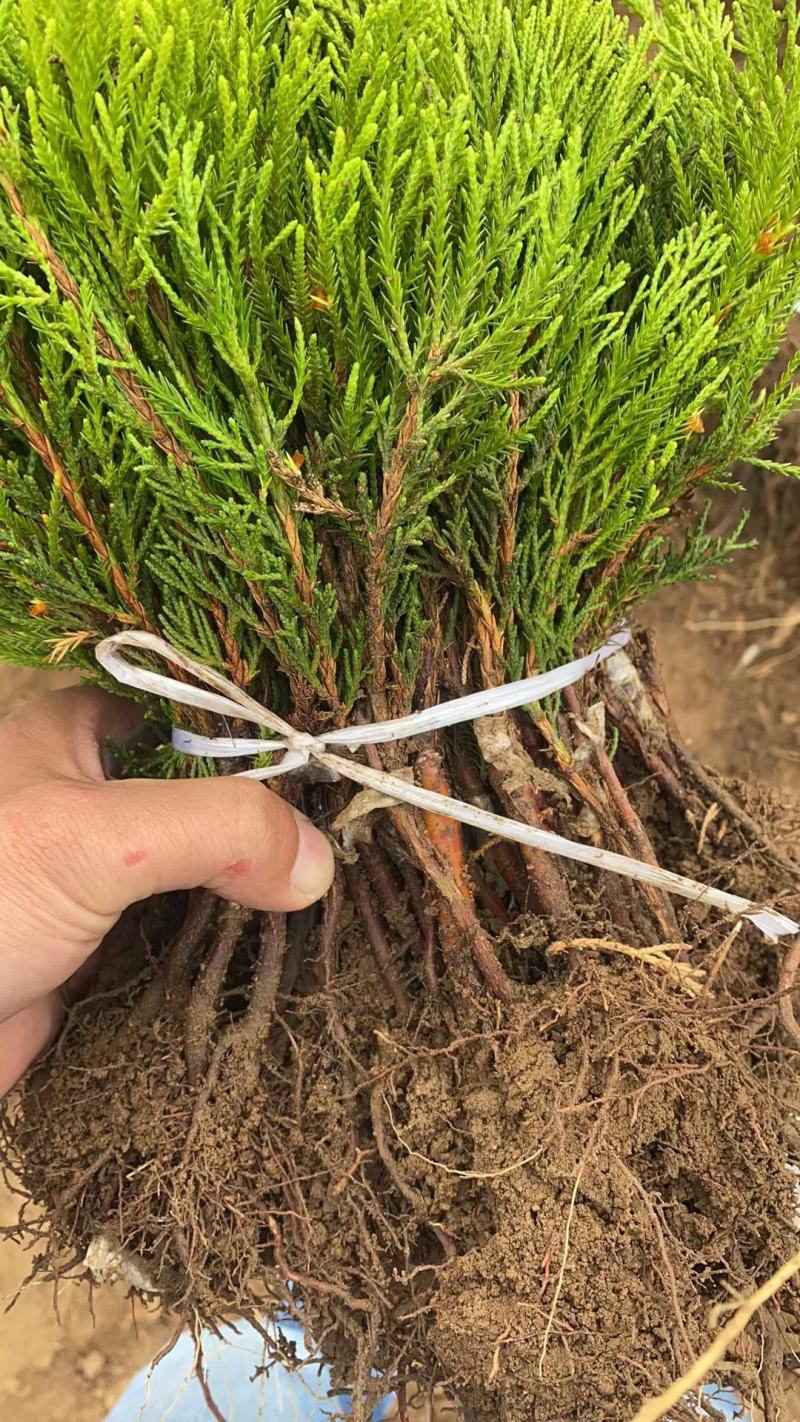 优质小龙柏嫁接苗