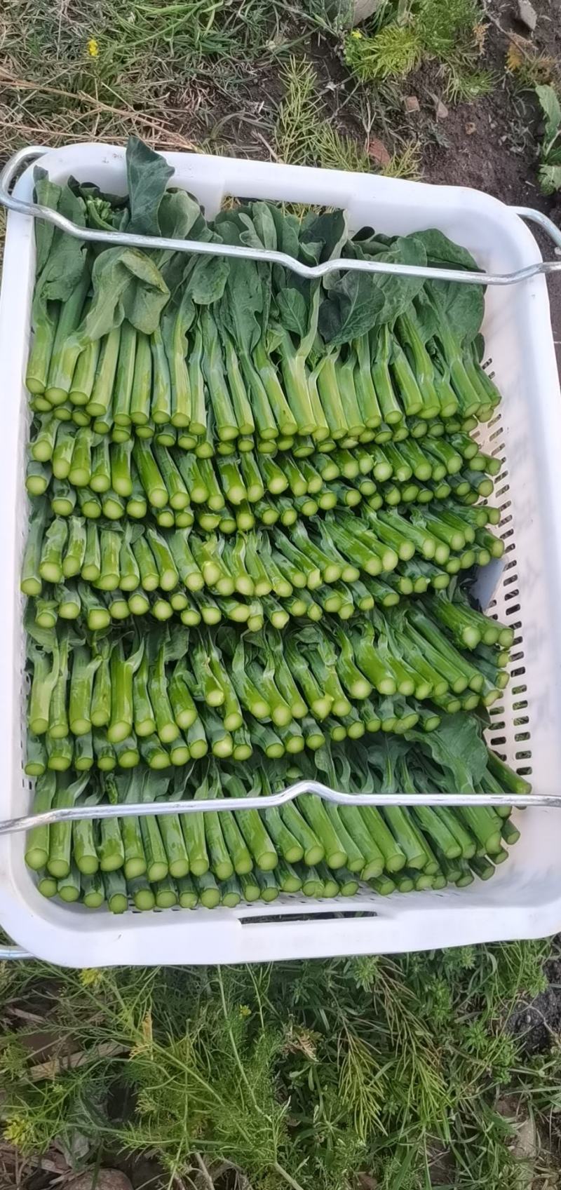 宁夏特色芥兰