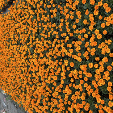 基地大量销售孔雀草