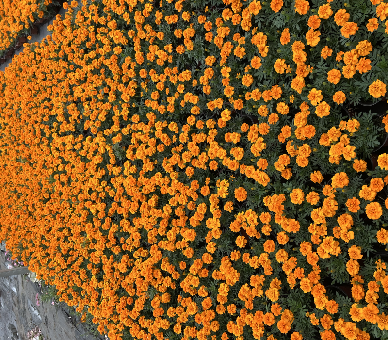 基地大量销售孔雀草