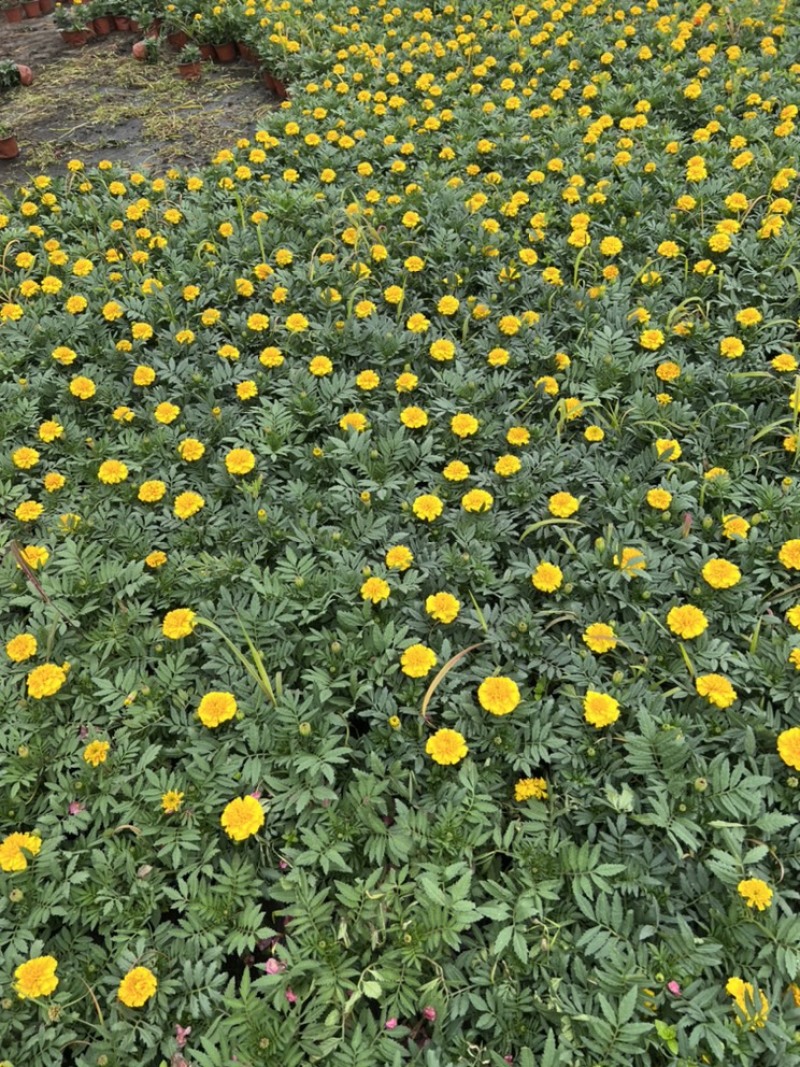 基地大量销售孔雀草