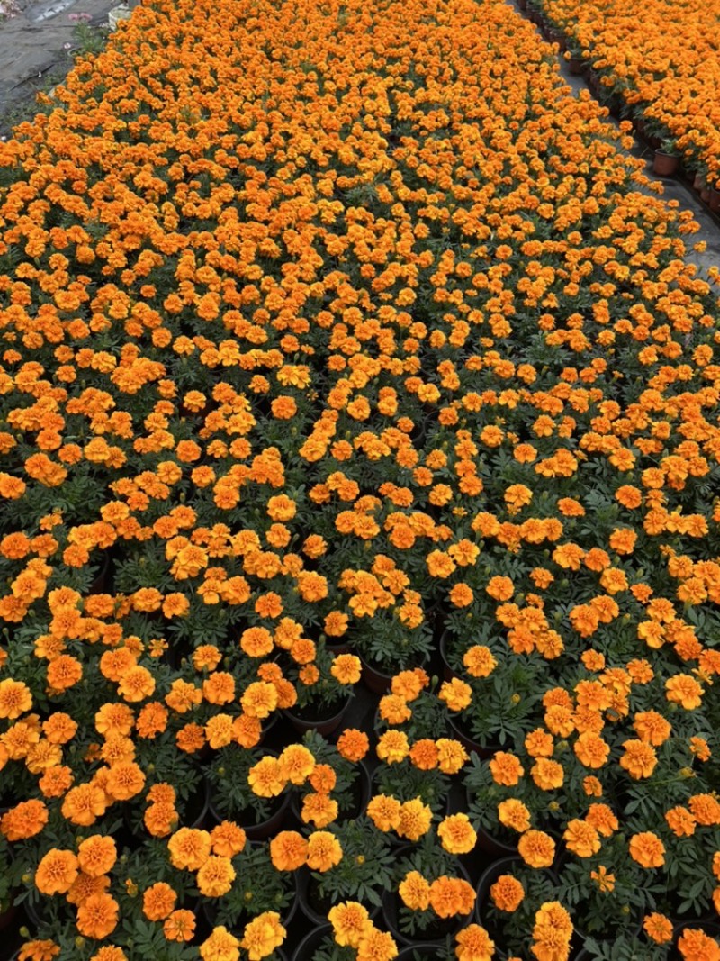 基地大量销售孔雀草