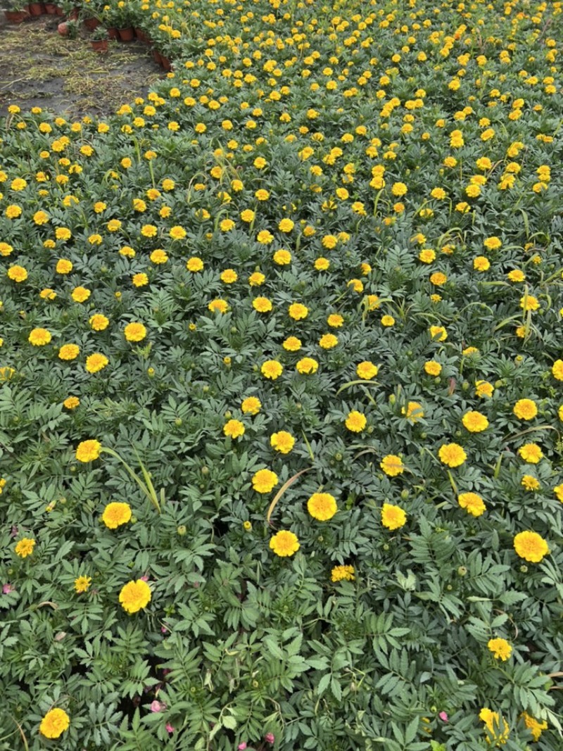 基地大量销售孔雀草