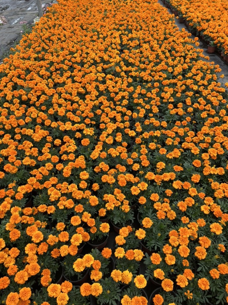 基地大量销售孔雀草