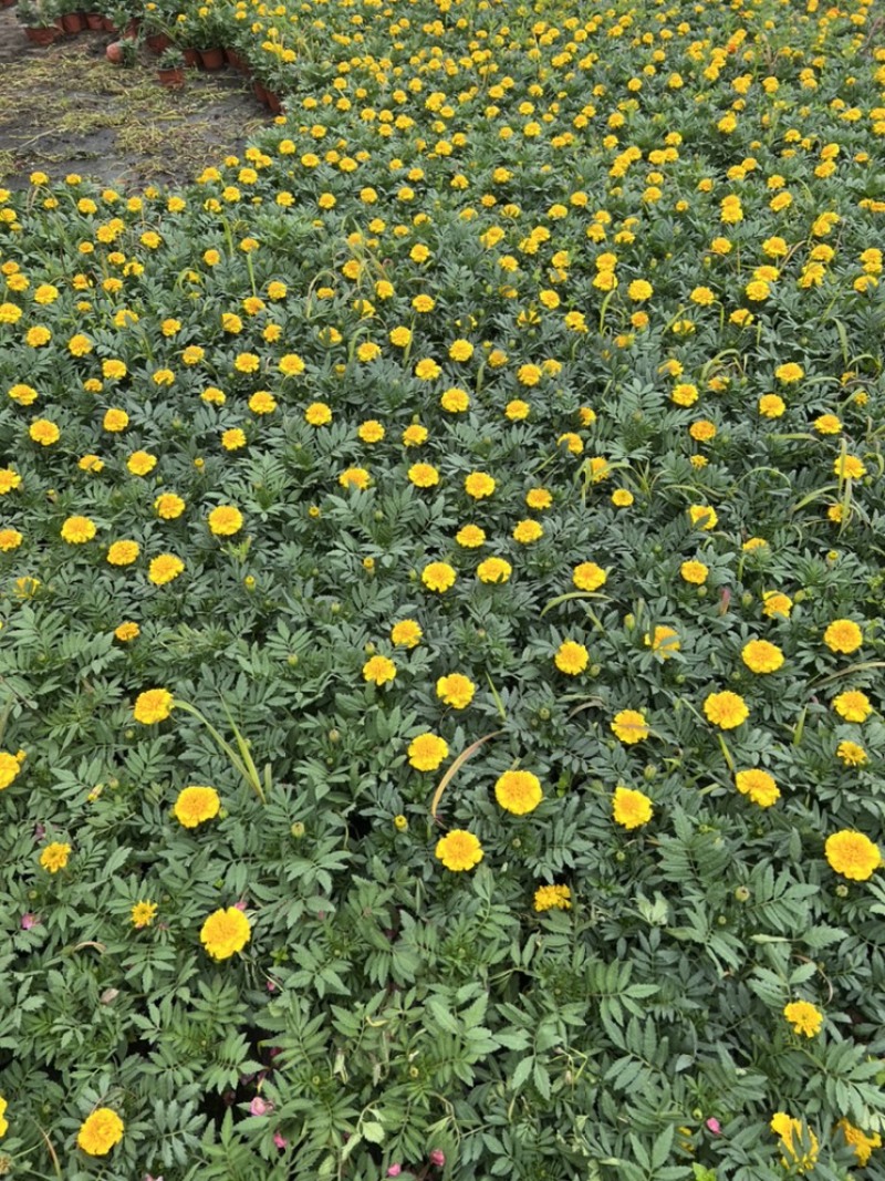 基地大量销售孔雀草