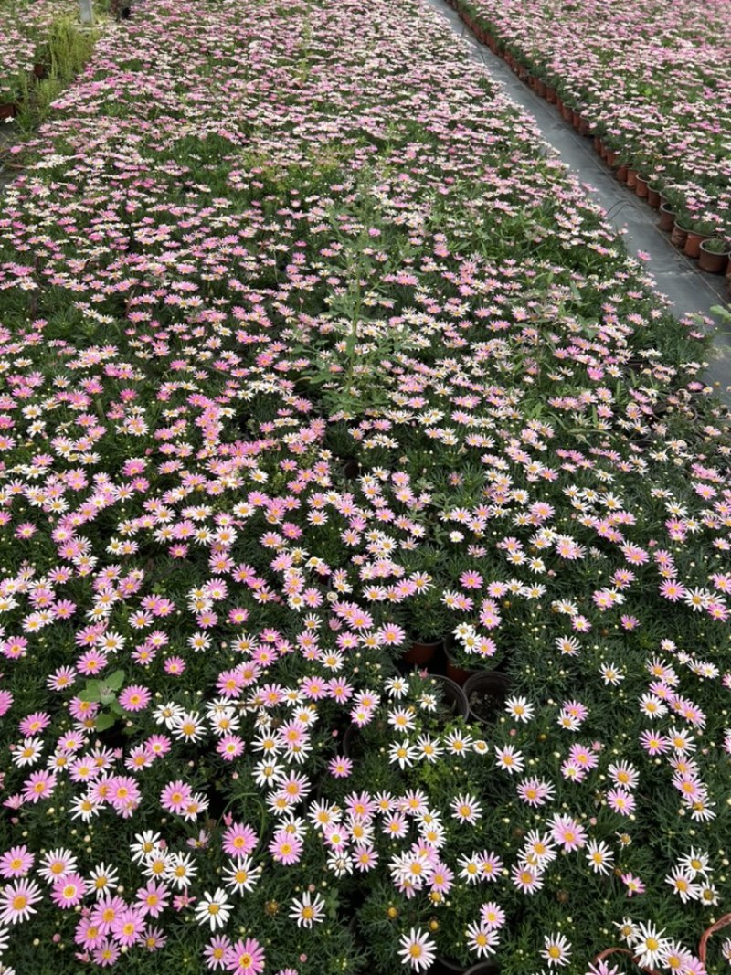 基地大量销售孔雀草