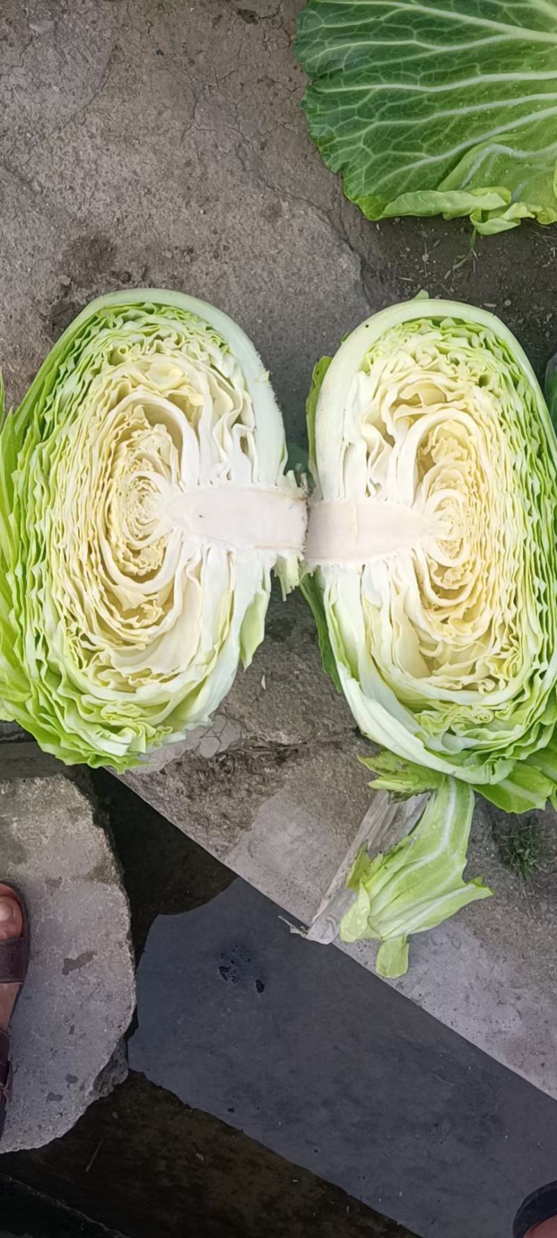精品莲花白三斤以上，产地直销，物美价廉，，，，，，