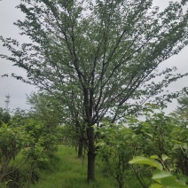 早樱