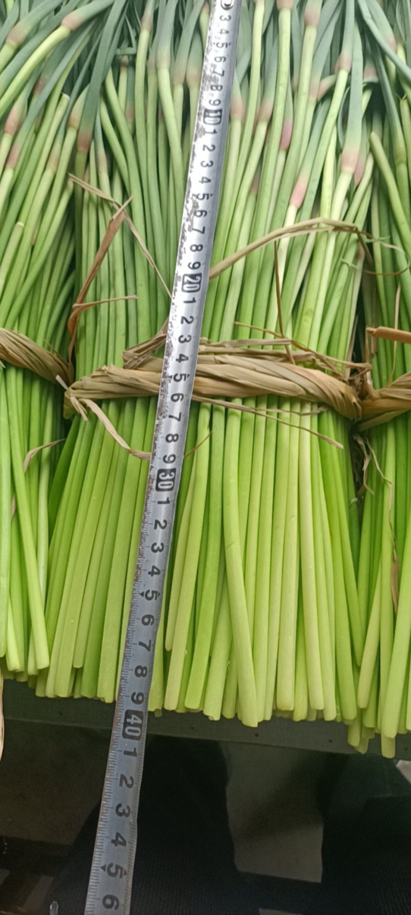 邳州精品小红帽大量上市中适合每一个市场批发