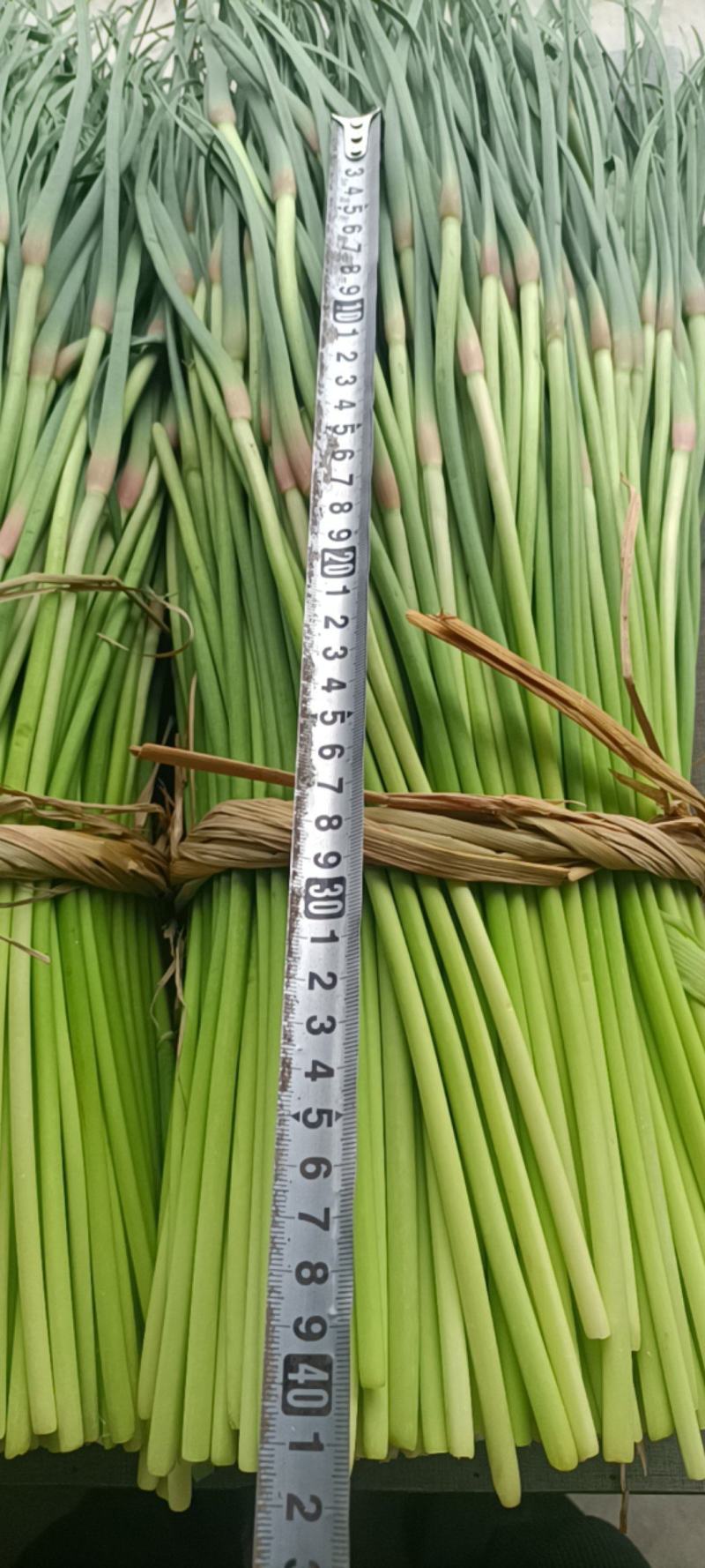 邳州精品小红帽大量上市中适合每一个市场批发