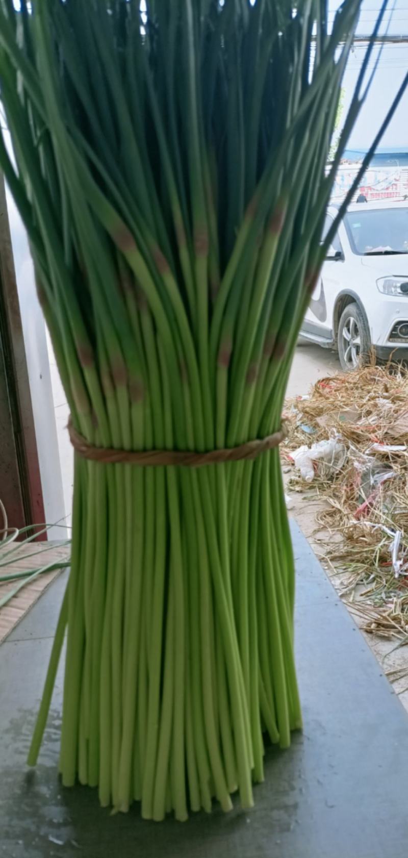 邳州精品小红帽大量上市中适合每一个市场批发