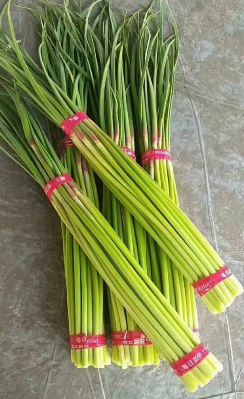 邳州精品小红帽大量上市中适合每一个市场批发