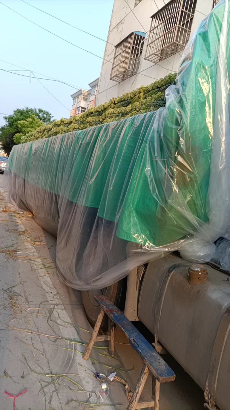 邳州精品小红帽大量上市中适合每一个市场批发