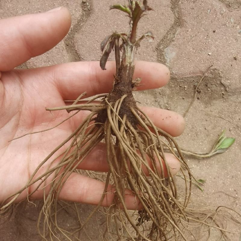 苍术种苗白茬朱砂点苍术种苗一年苗二年苗