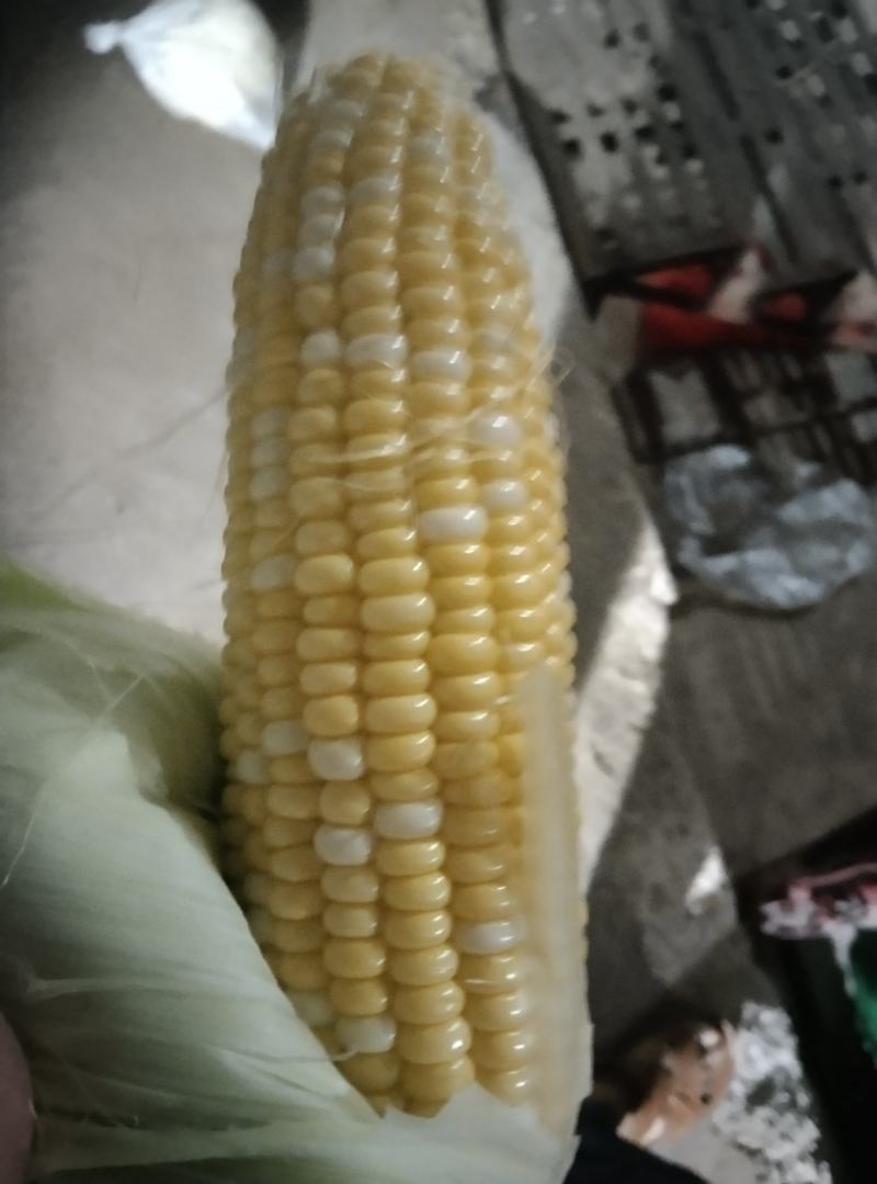 双花甜玉米