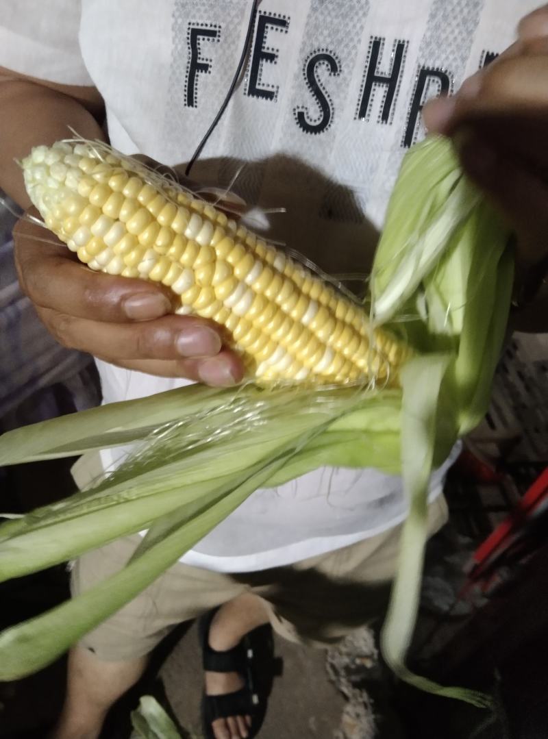 双花甜玉米