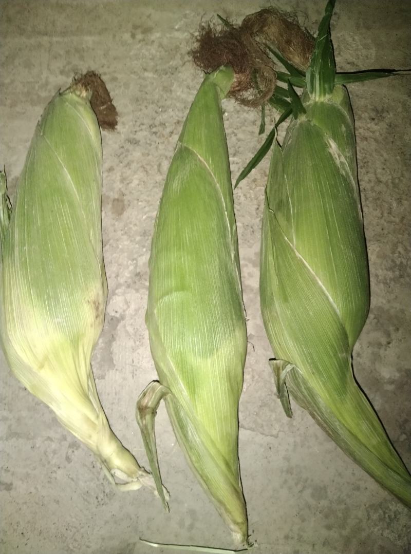 双花甜玉米