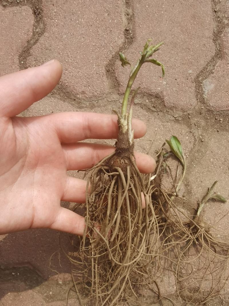 苍术种苗白茬朱砂点苍术种苗一年苗二年苗