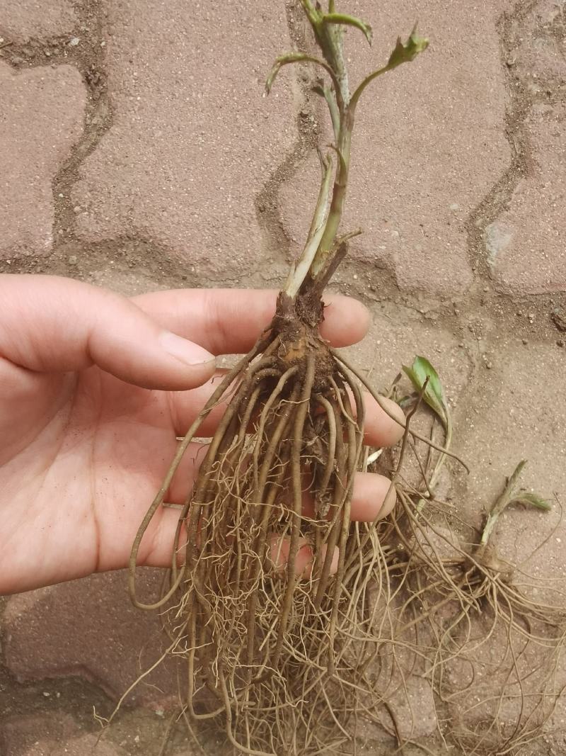 苍术种苗白茬朱砂点苍术种苗一年苗二年苗