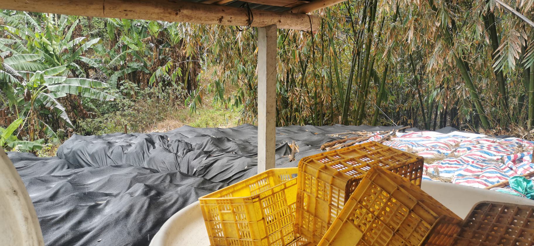 山竹与山芹对比陈列图