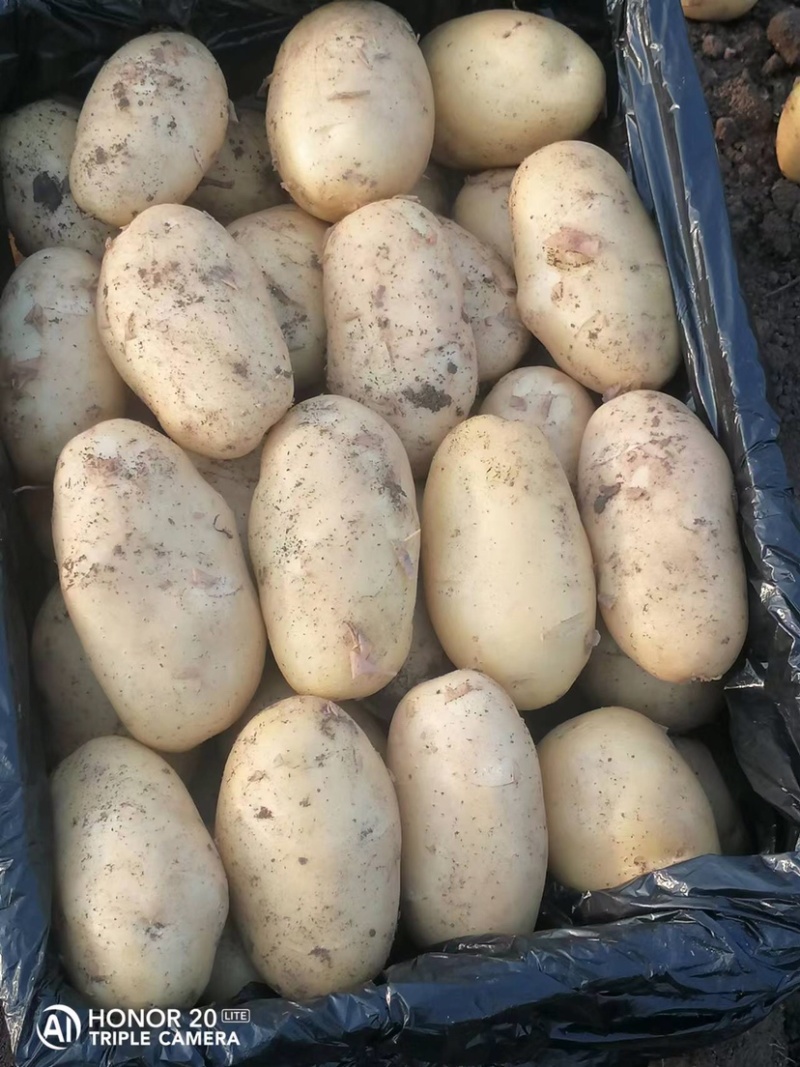 荷兰十五土豆供应充足量大从优基地直发诚信合作欢迎来电